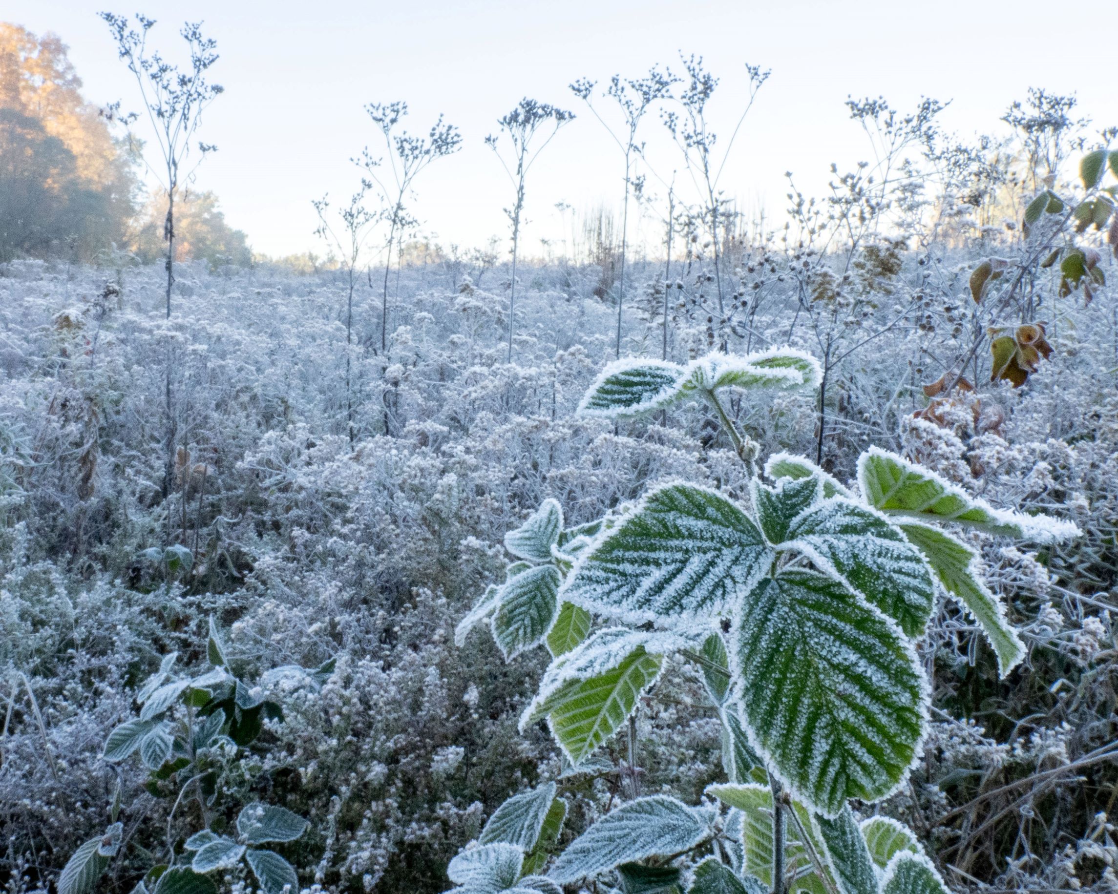 Close up of frost on a field of plants